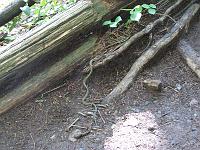 IMG_1992 We saw two grass snakes on the trail, here's one